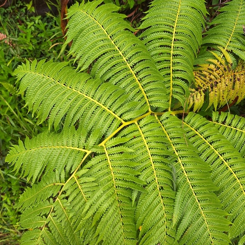 Cibotium glaucum observed 2025-06-18