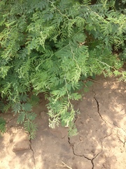 Prosopis farcta