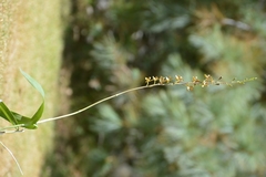 Prosthechea varicosa