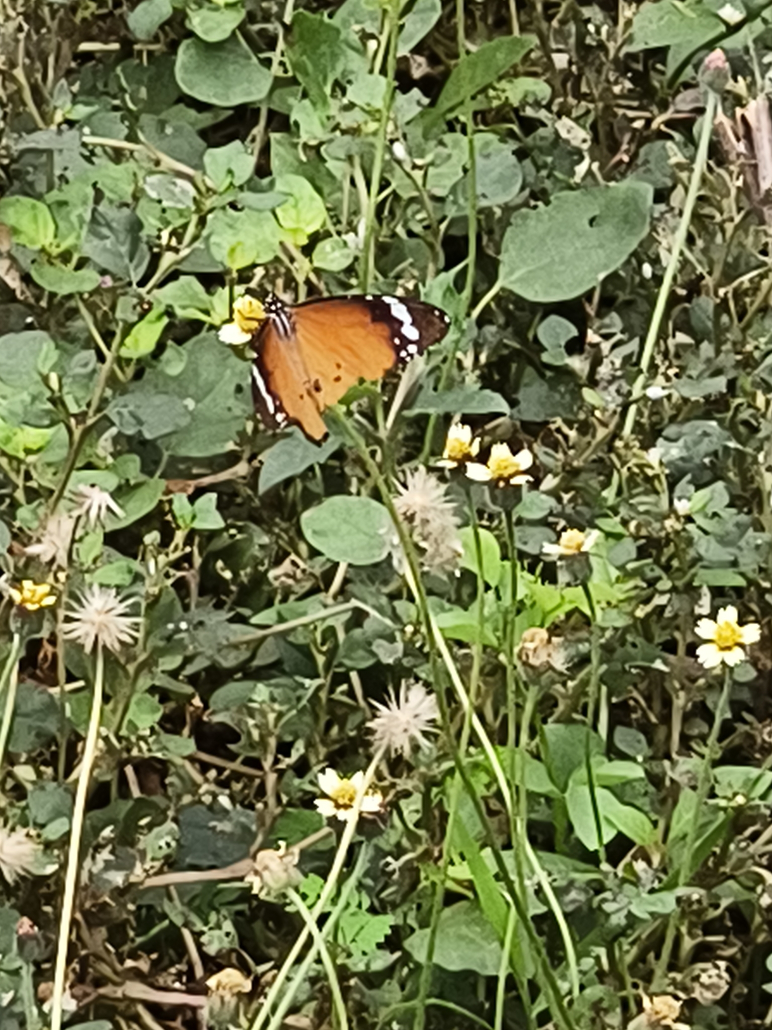 Plain Tiger