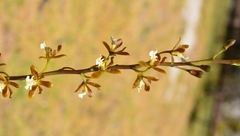 Prosthechea varicosa