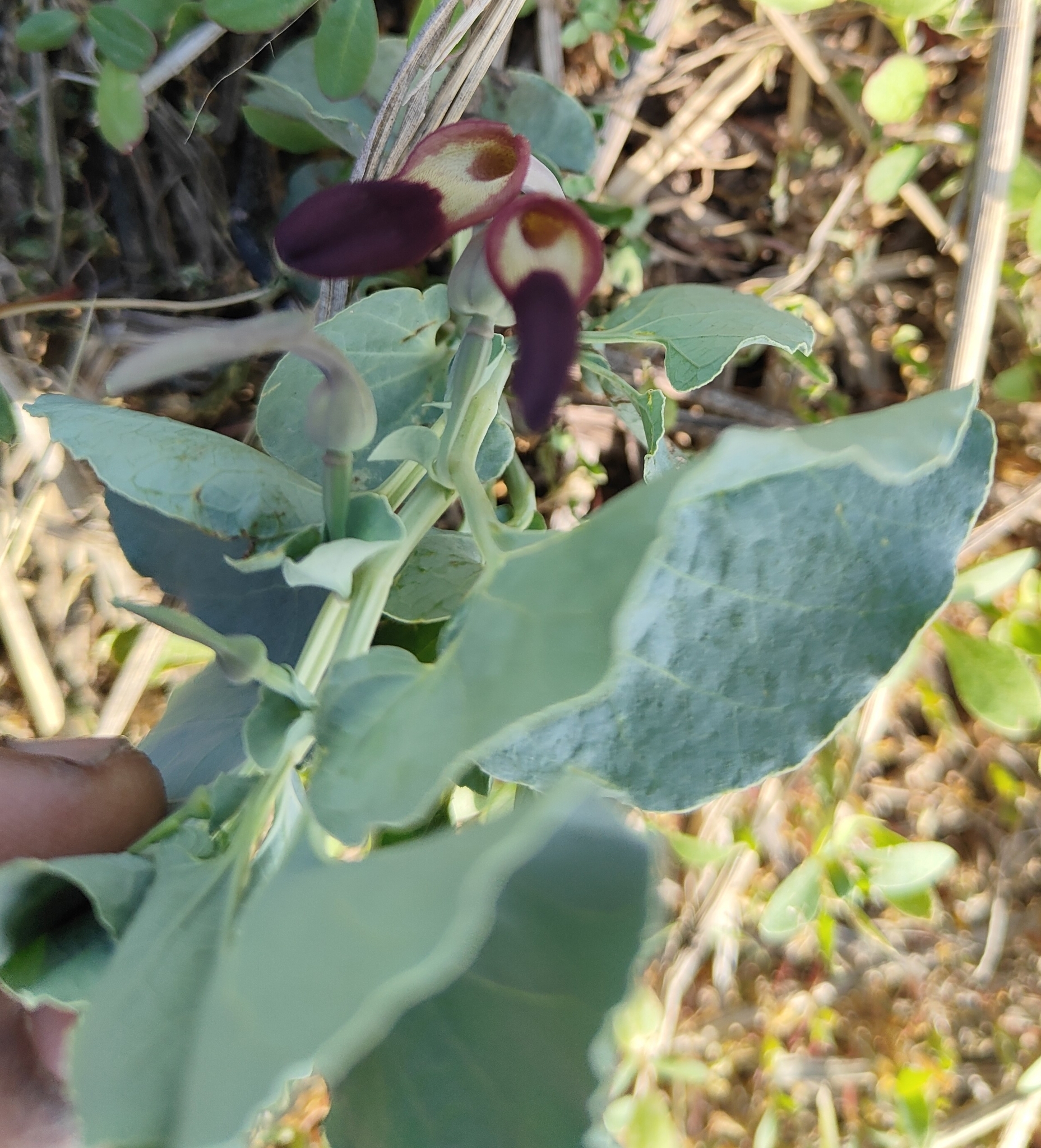 Wormkiller (Aristolochia bracteolata)