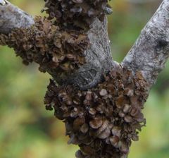 Tuckermanopsis sepincola