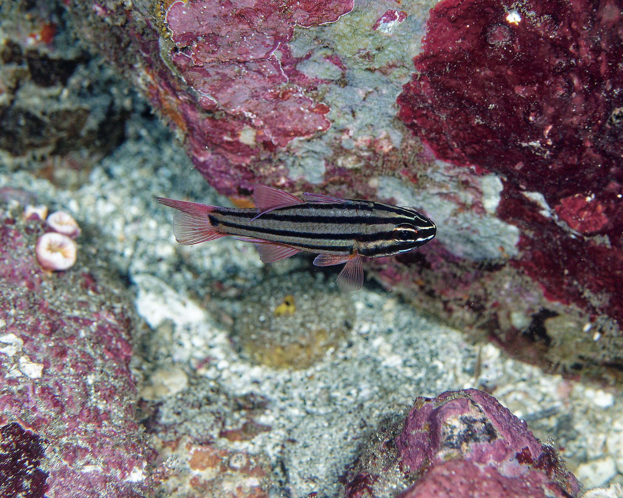 Kin Cardinalfish photo 3