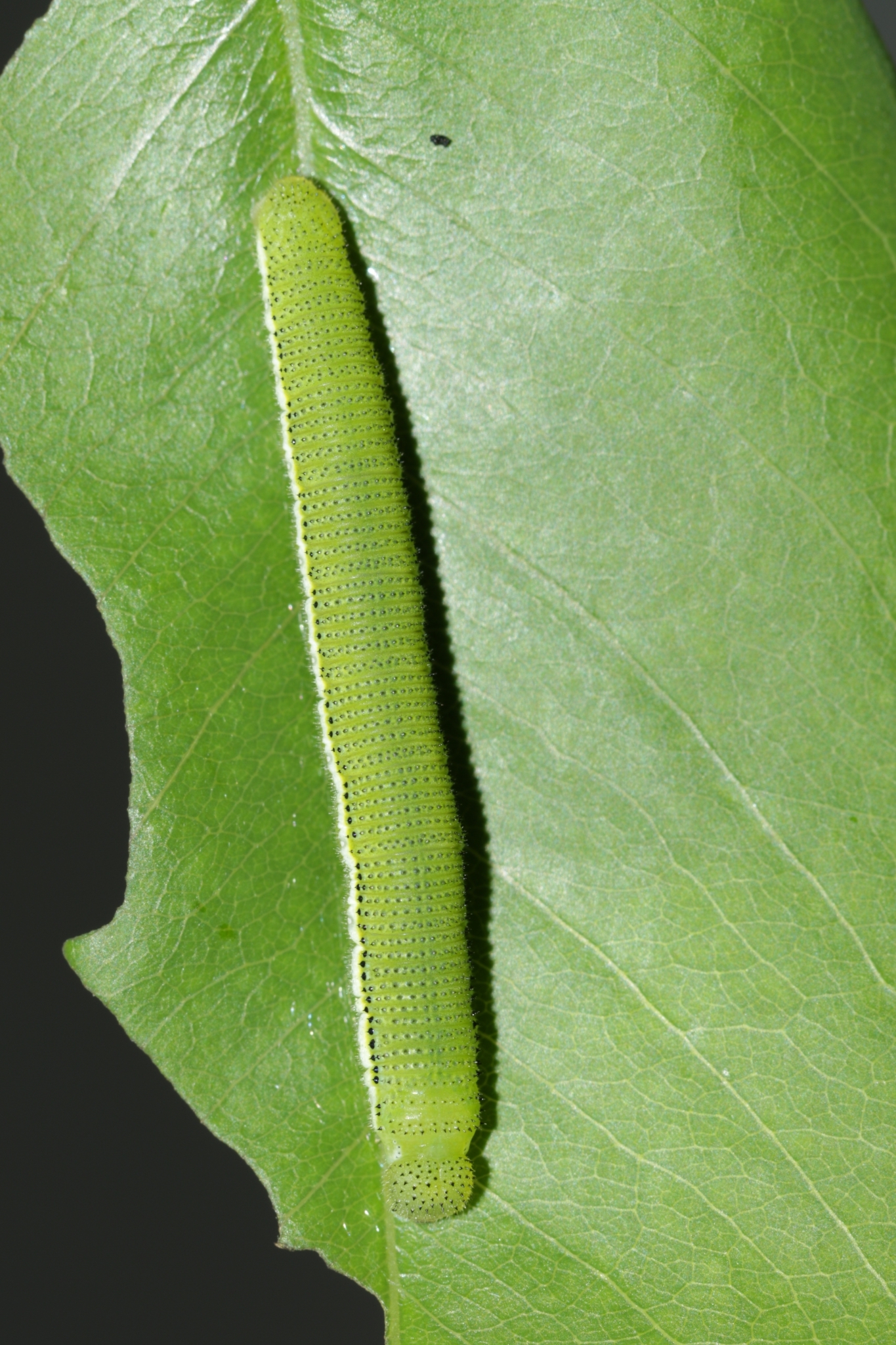 Lemon Emigrant