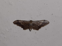 Idaea violacea