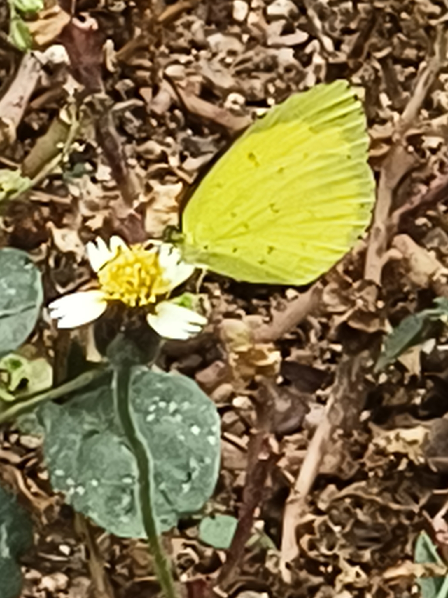 Common Grass Yellow