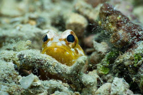 Harlequin jawfish (Stalix histrio) — Opistognathidae — 2