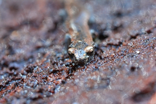 Hartweg's Salamander, Bolitoglossa hartwegi
