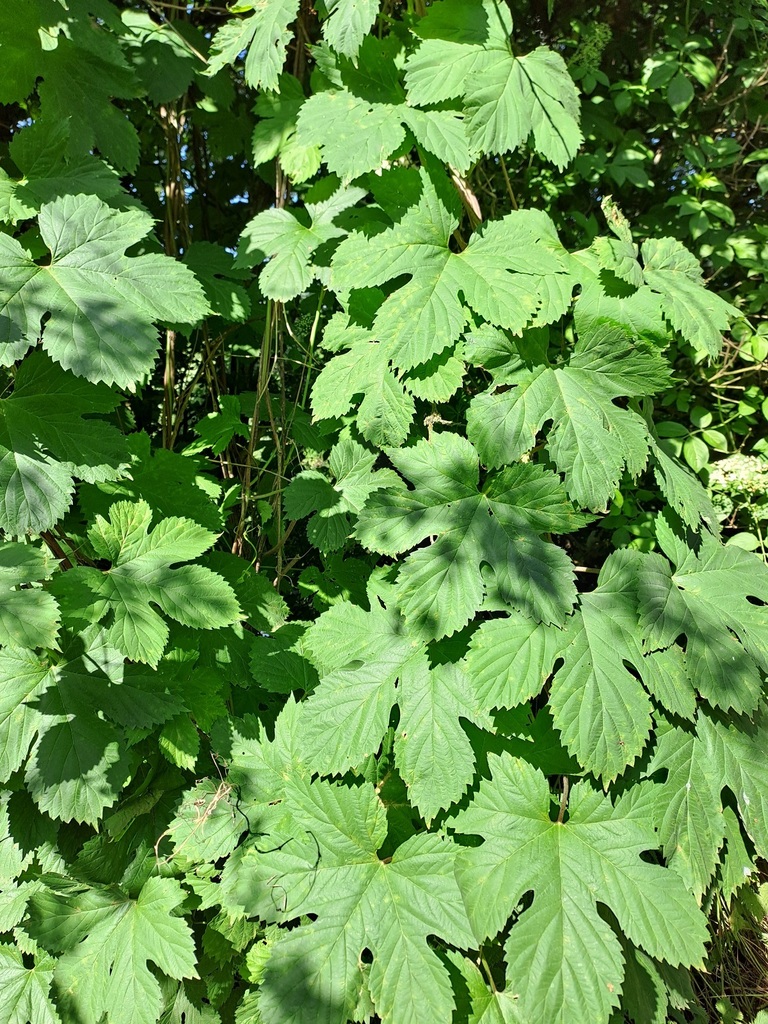 Humulus lupulus