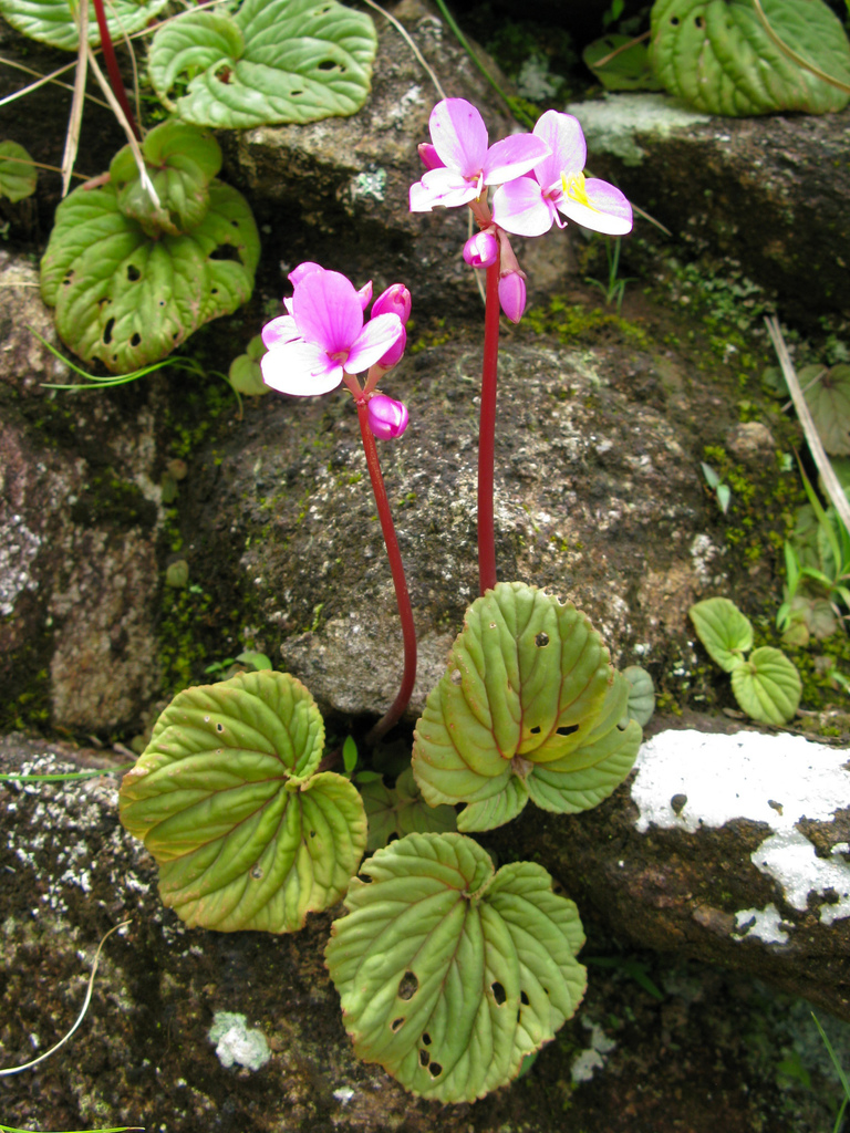Sonerila veldkampiana