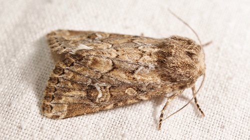 Sandhill Rustic (Luperina nickerlii) · iNaturalist Canada