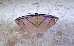 Thysanopyga carfinia