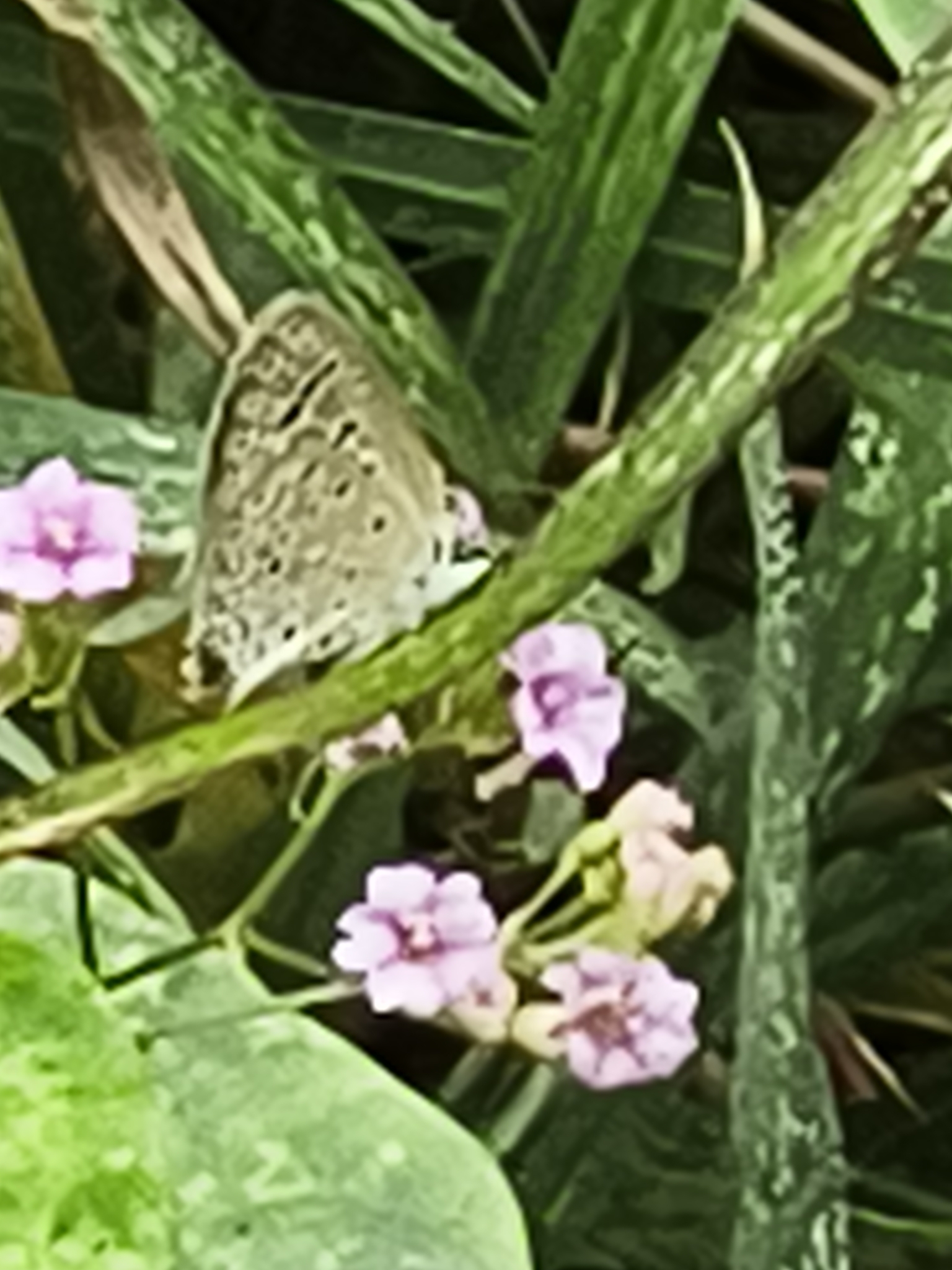 Dark Grass Blue
