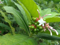 Rauvolfia serpentina