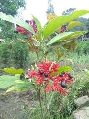 Rauvolfia serpentina