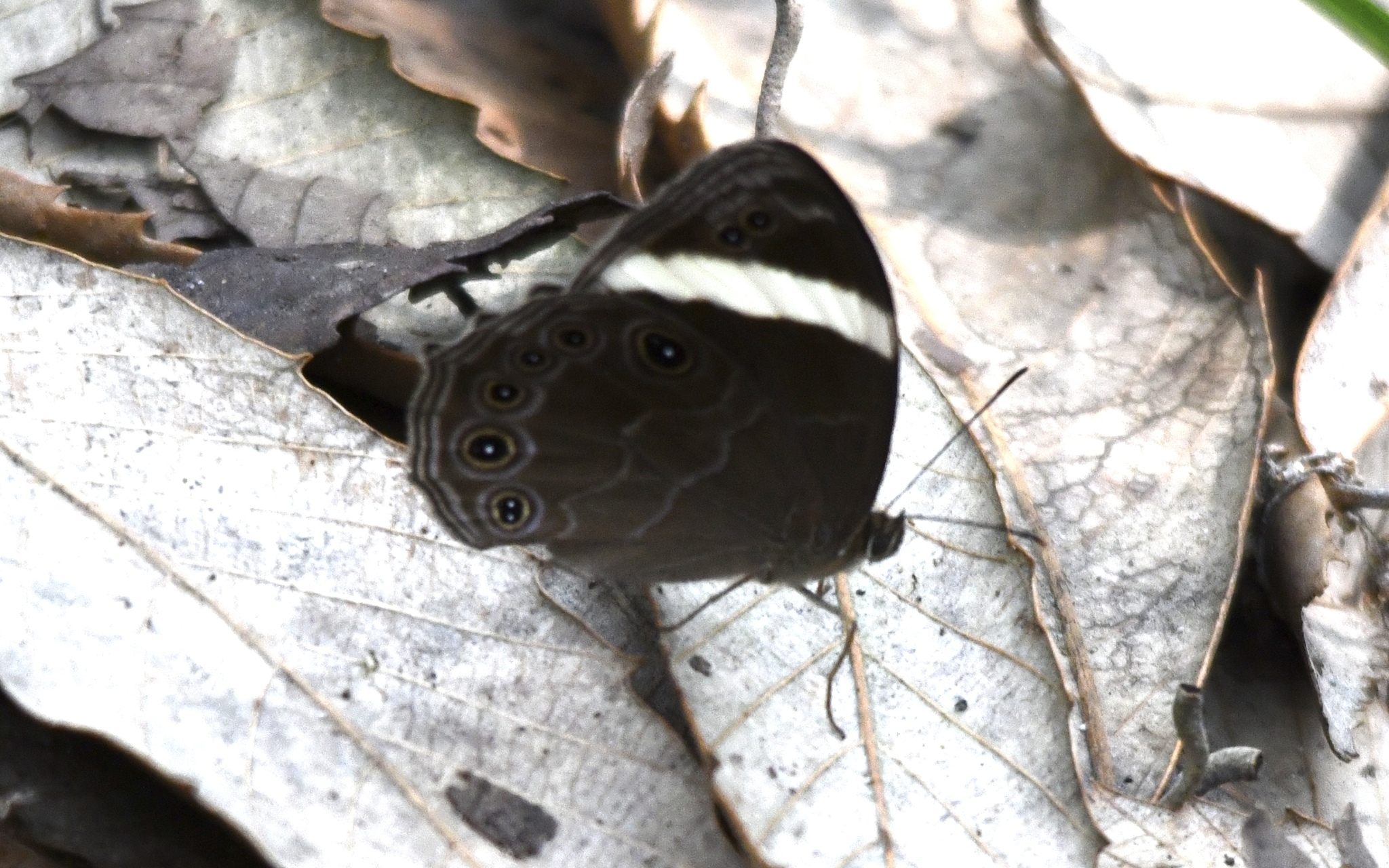 Straight-Banded Treebrown