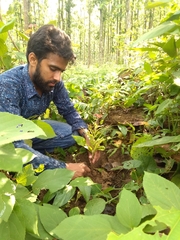 Rauvolfia serpentina