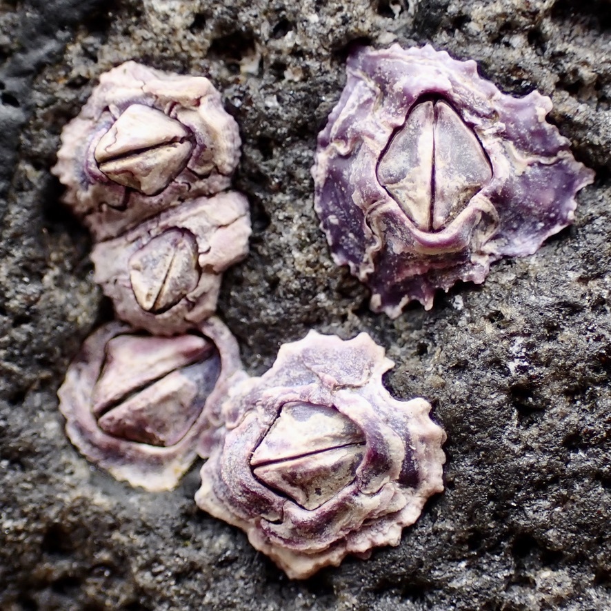 Nesochthamalus