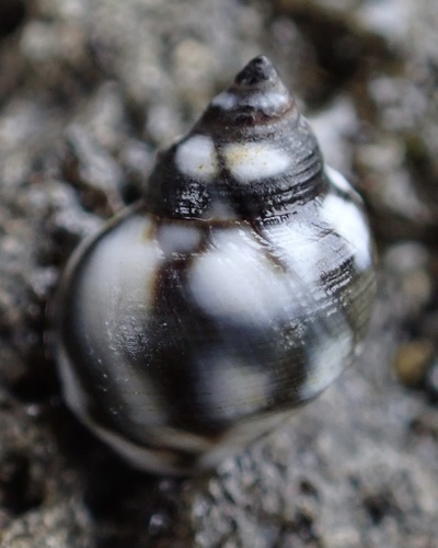 Echinolittorina hawaiiensis observed 2025-06-14