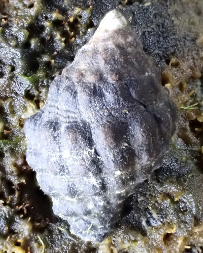 Tenguella granulata observed 2025-06-15