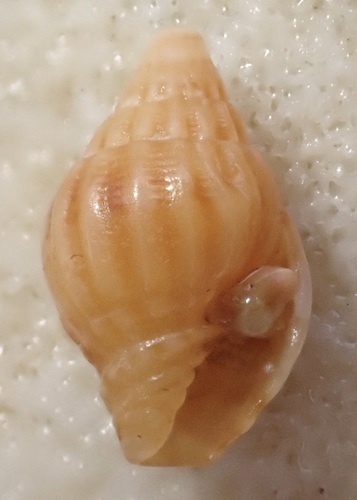 Vexillum lautum, 2025-06-15
