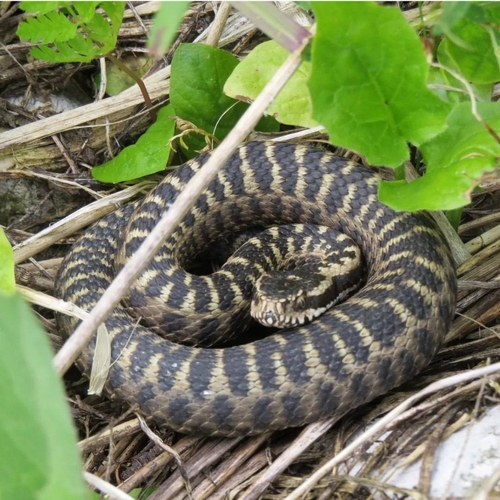 Caucasus Subalpine Viper