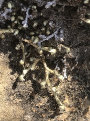 Selaginella dregei