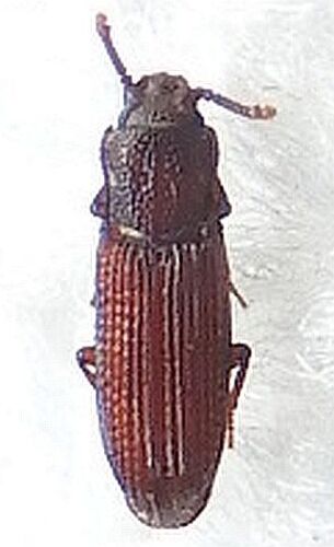 Pycnomerus haematodes