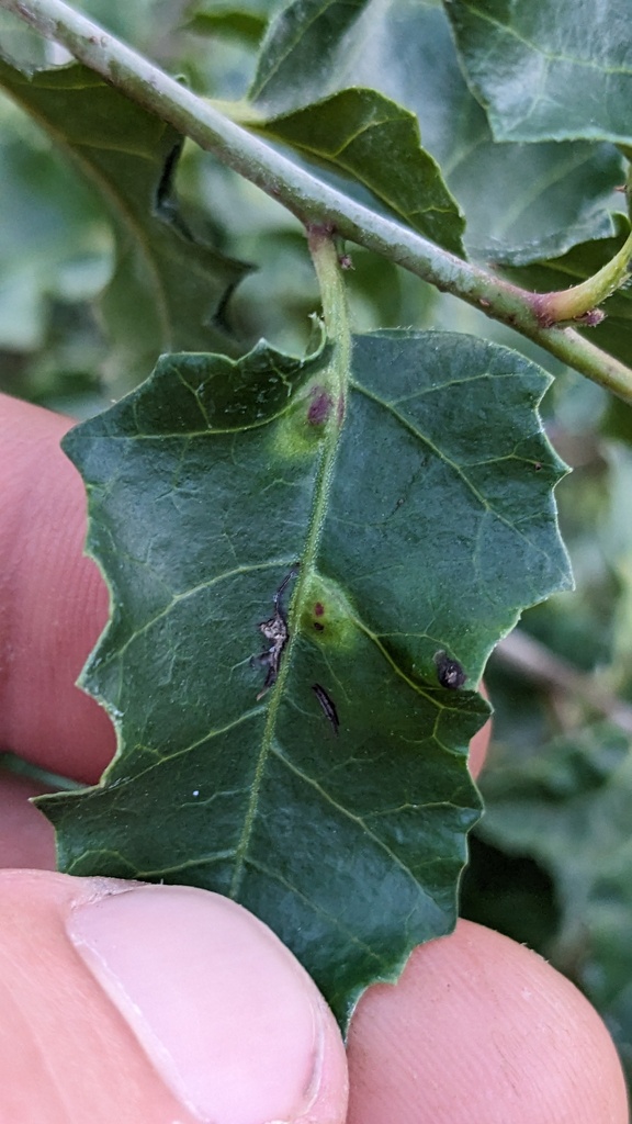 Calophya mammifex