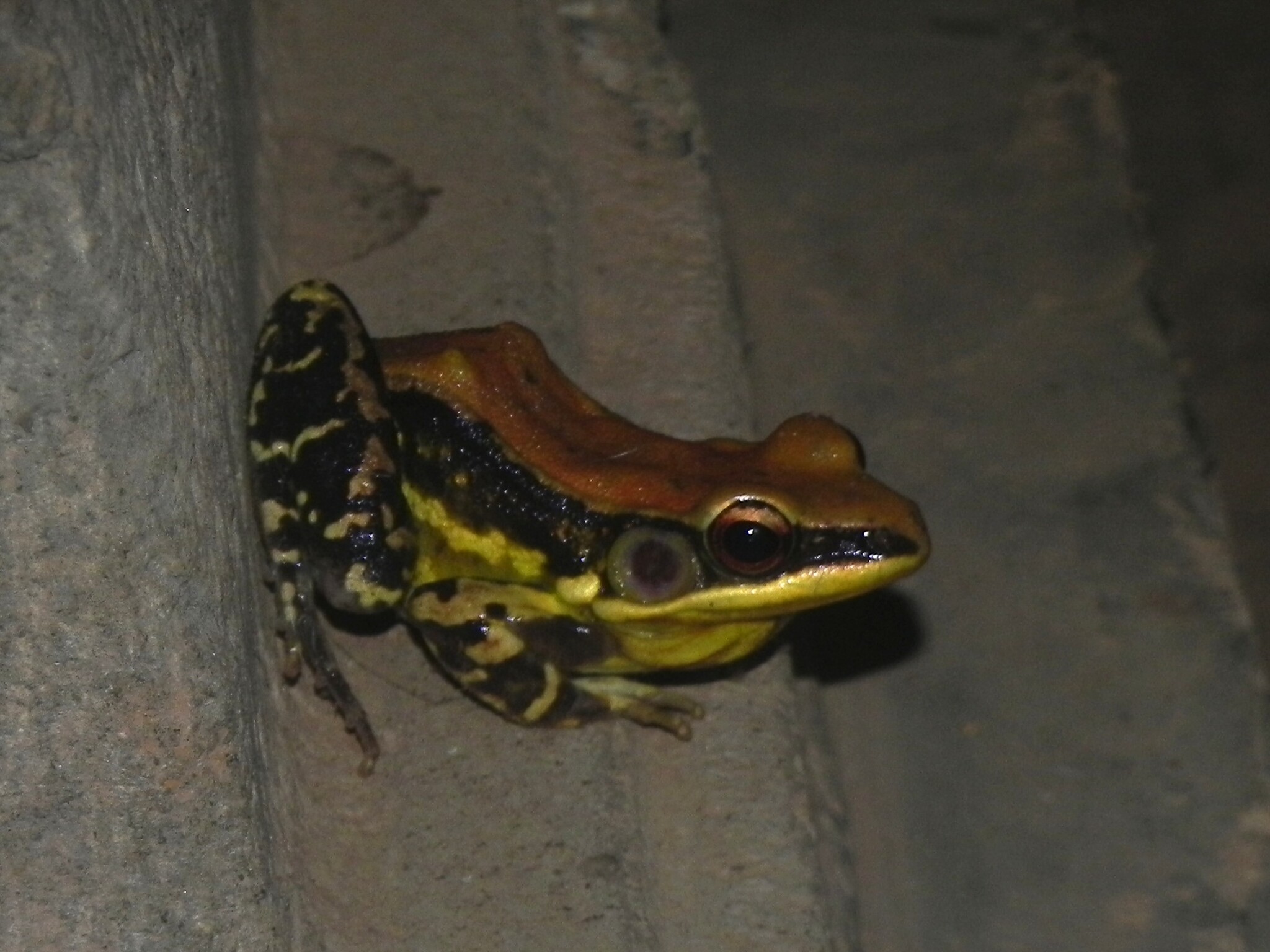 Wide-Range Fungoid Frog