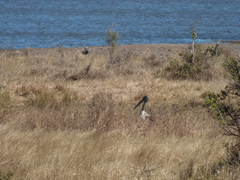 Ephippiorhynchus asiaticus australis