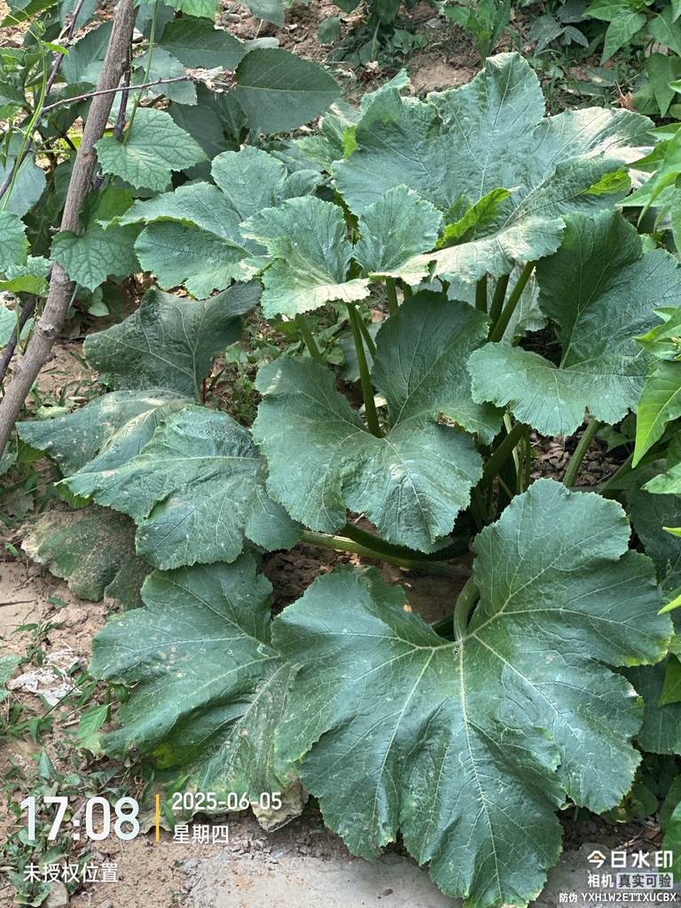 Cucurbita pepo