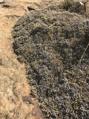 Selaginella dregei