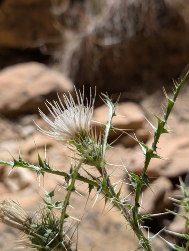 Ownbey's Thistle (Cirsium ownbeyi)