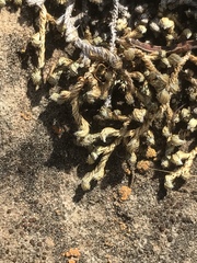 Selaginella dregei
