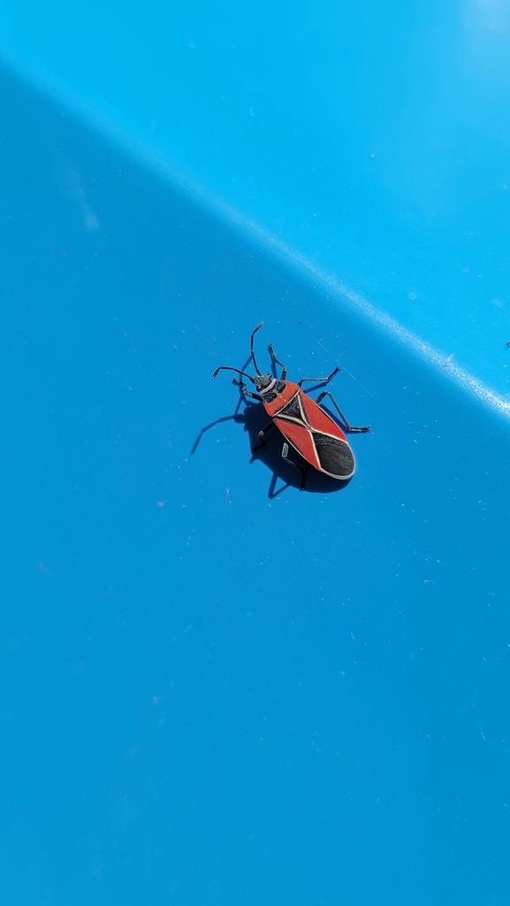 White-crossed Seed Bug from Lynnwood, WA, USA on June 3, 2025 at 03:16 ...