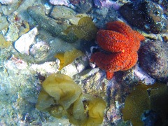 Uniophora granifera