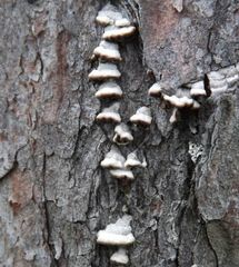 Trichaptum laricinum
