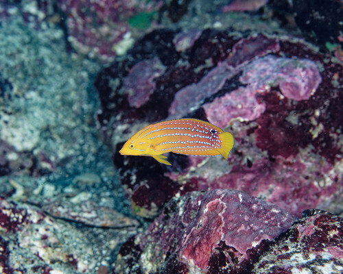 Coris marquesensis observed 2025-06-02