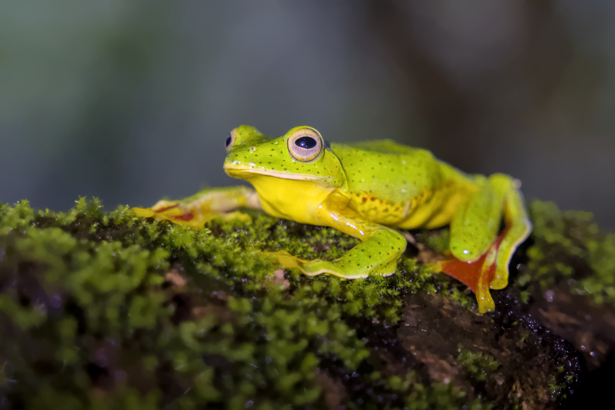 Malabar Gliding Tree Frog