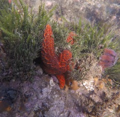 Uniophora granifera