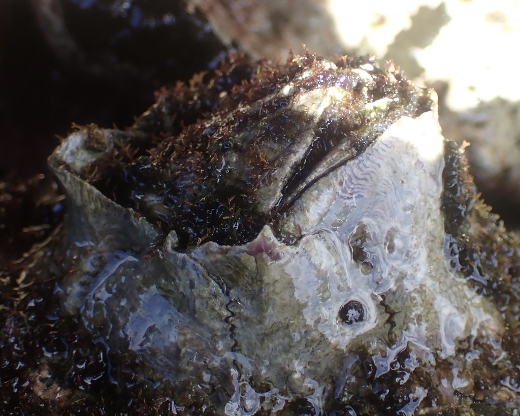 Hembel's Rock Barnacle