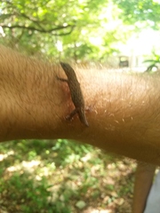 Sphaerodactylus difficilis