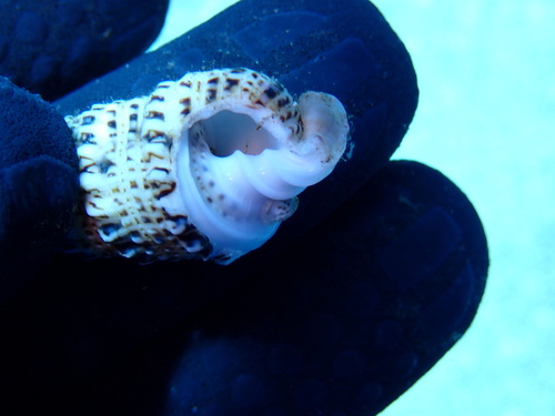 Cerithium observed 2025-06-18