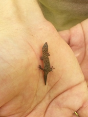 Sphaerodactylus difficilis