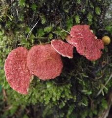 Suillus asiaticus