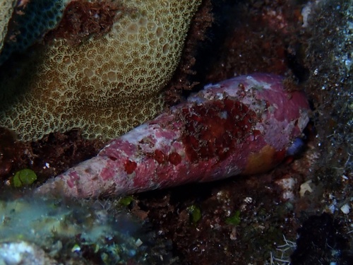 Terebra maculata observed 2025-06-18