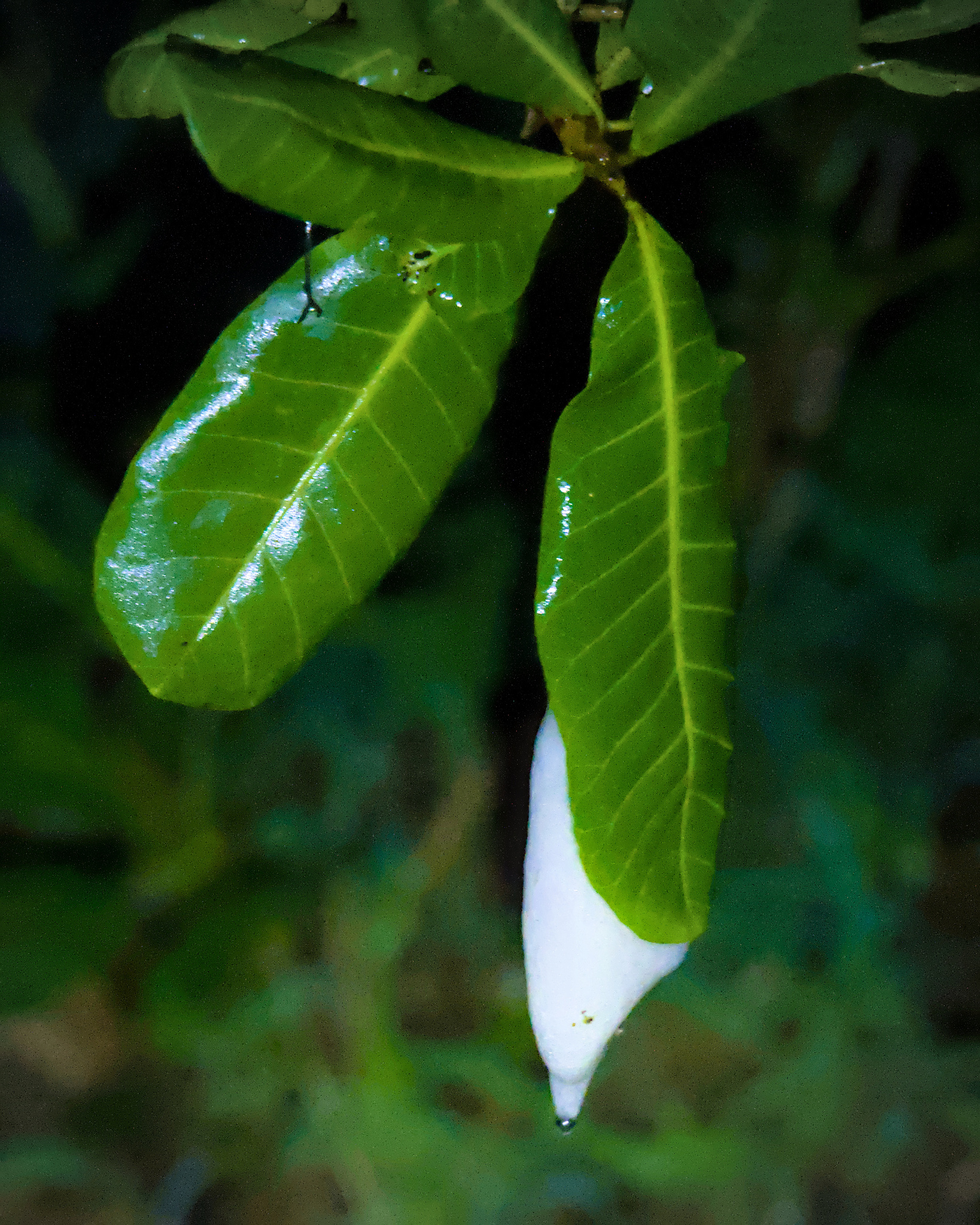 Malabar Gliding Tree Frog