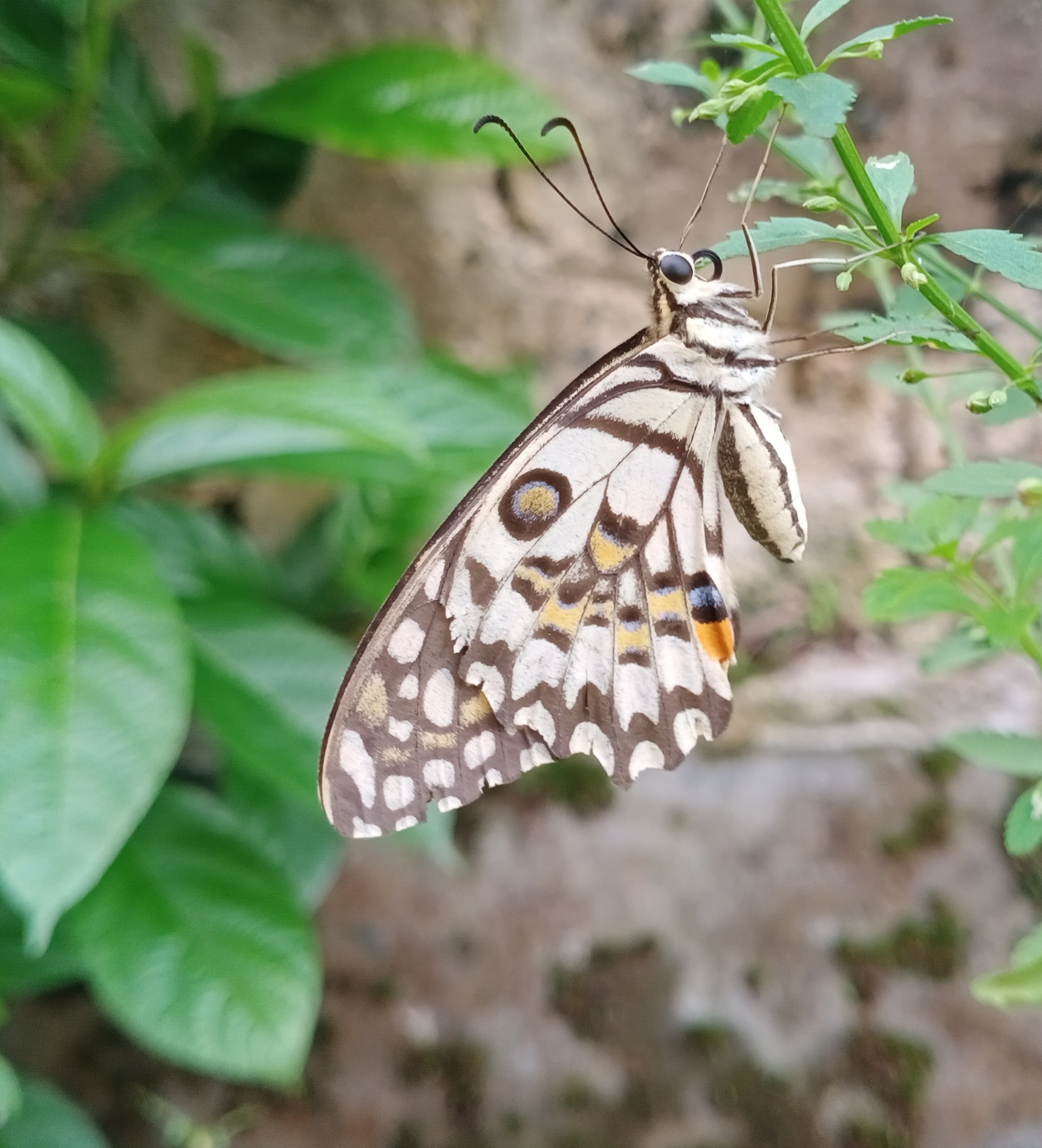 Lime Swallowtail